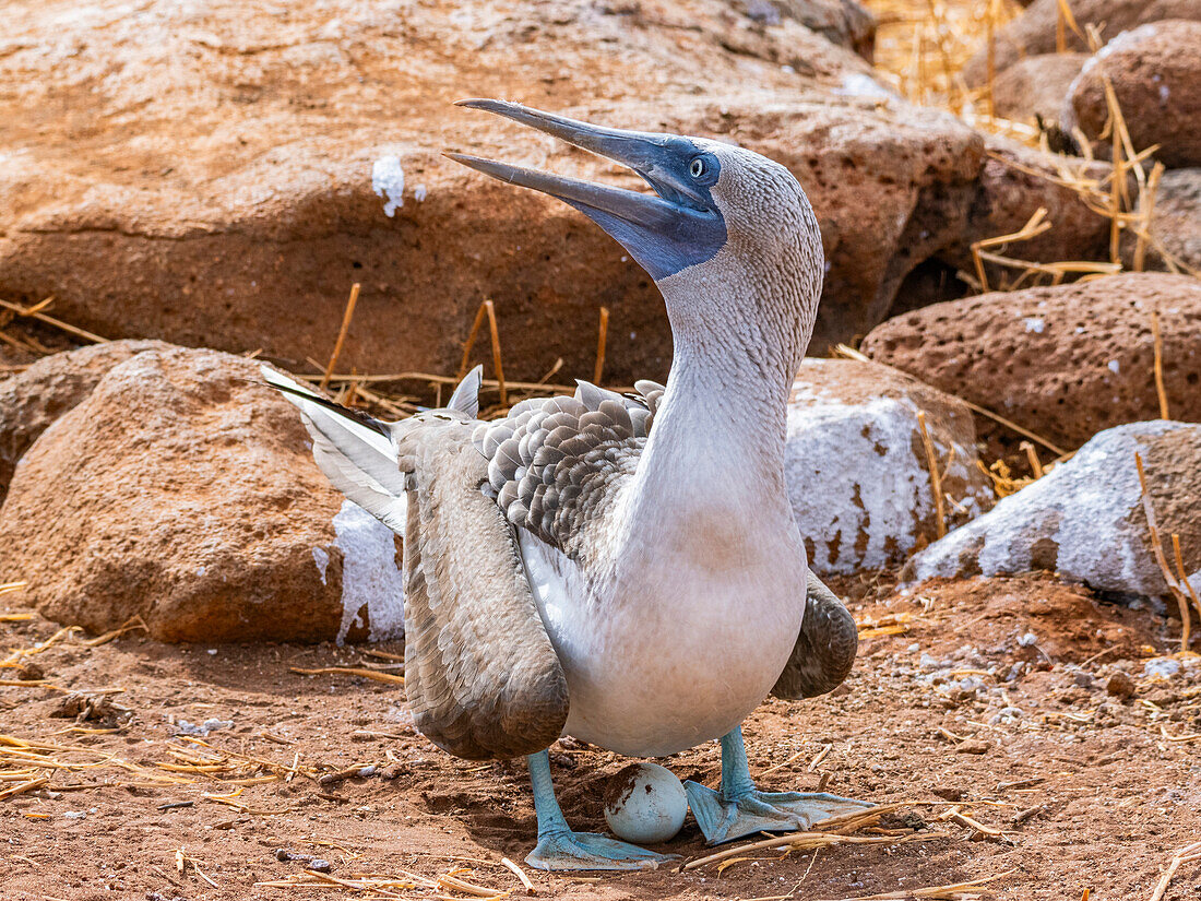 Adult Blue-footed booby (Sula nebouxii) on egg on North Seymour Island, Galapagos Islands, UNESCO World Heritage Site, Ecuador, South America