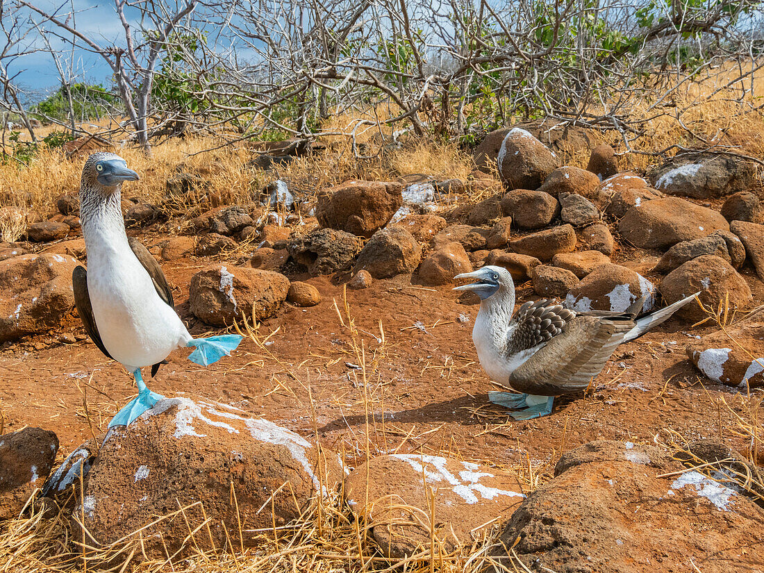 Ausgewachsenes Blaufußtölpelpaar (Sula nebouxii) auf einem Ei auf der Nordseeinsel Seymour, Galapagos-Inseln, UNESCO-Welterbe, Ecuador, Südamerika