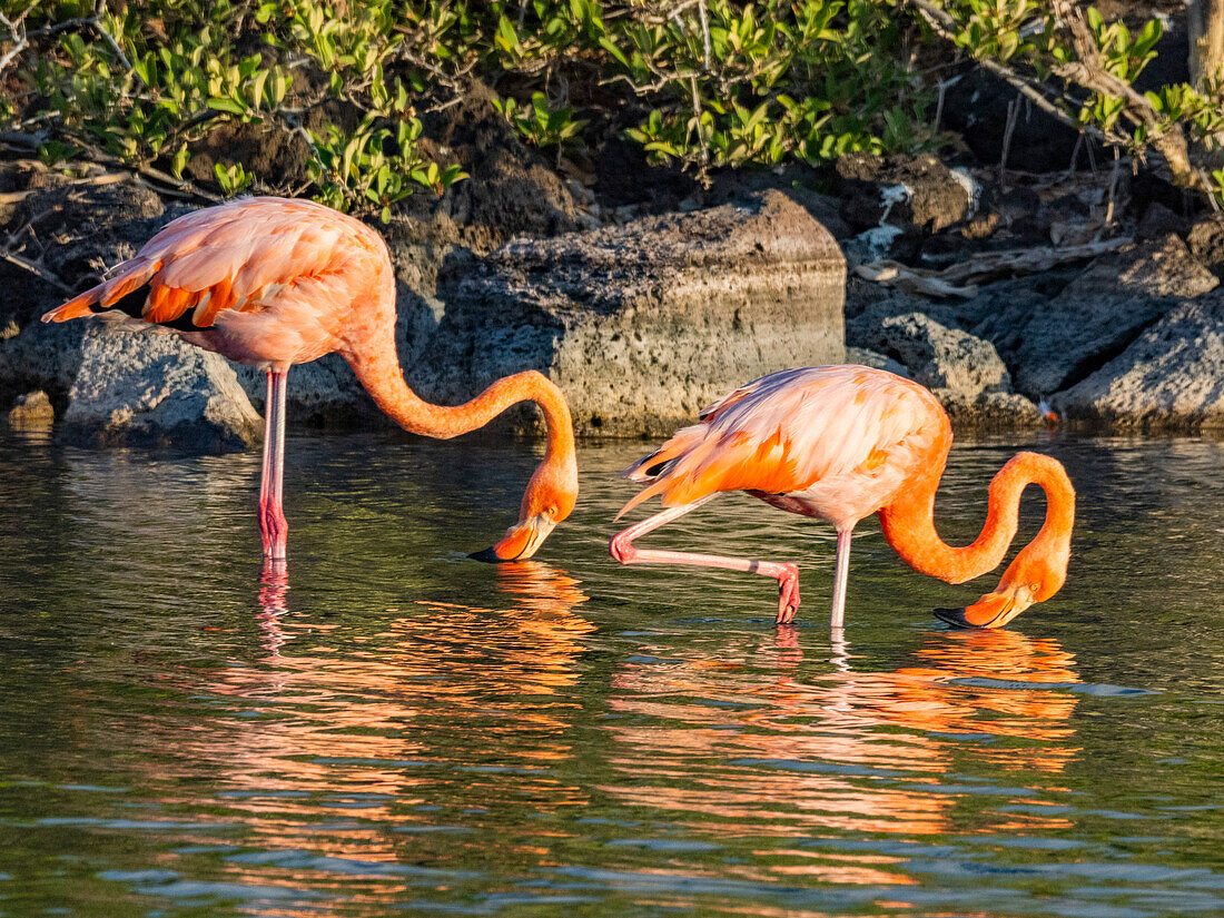 Ein Paar Amerikanischer Flamingo (Phoenicopterus ruber) beim Fressen von Artesmia-Garnelen, Insel Rabida, Galapagos-Inseln, UNESCO-Welterbe, Ecuador, Südamerika