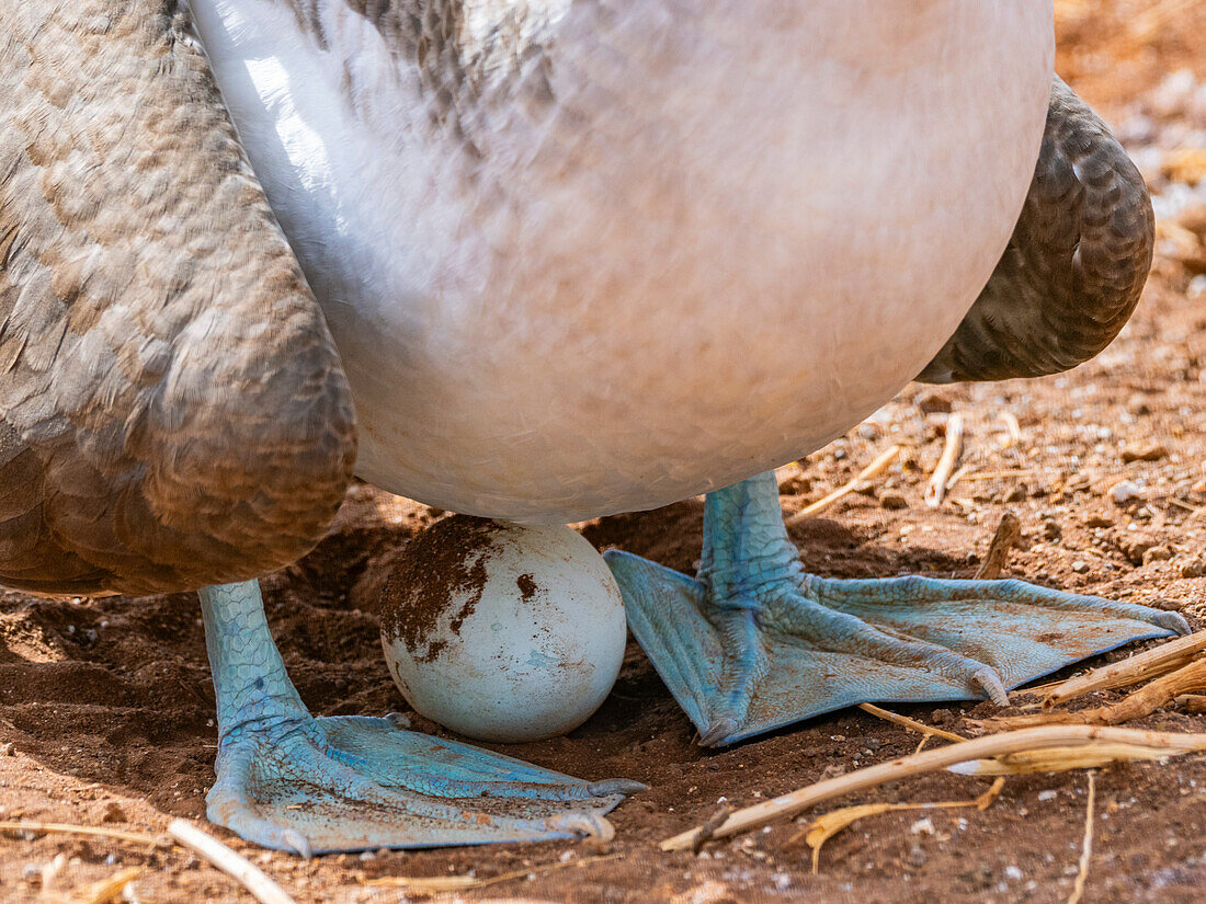 Ausgewachsener Blaufußtölpel (Sula nebouxii) auf einem Ei auf der Nordseeinsel Seymour, Galapagos-Inseln, UNESCO-Welterbe, Ecuador, Südamerika