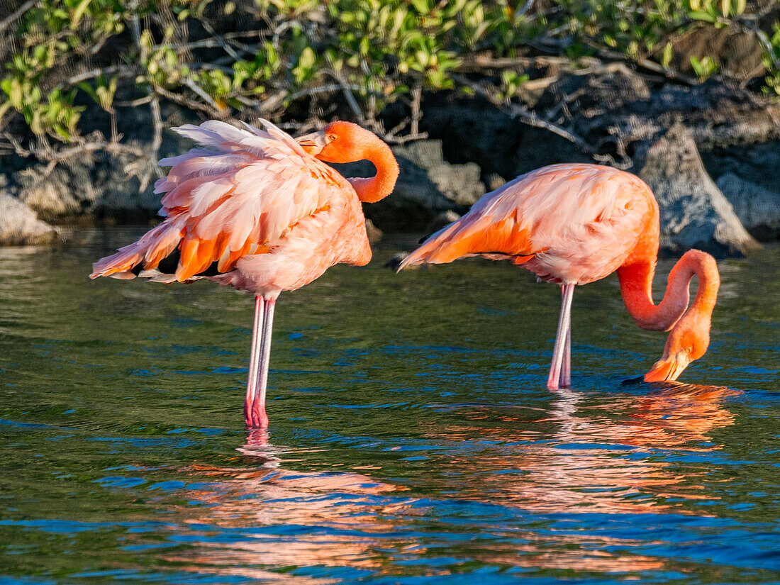 Ein Paar Amerikanischer Flamingo (Phoenicopterus ruber) beim Fressen von Artesmia-Garnelen, Insel Rabida, Galapagos-Inseln, UNESCO-Welterbe, Ecuador, Südamerika