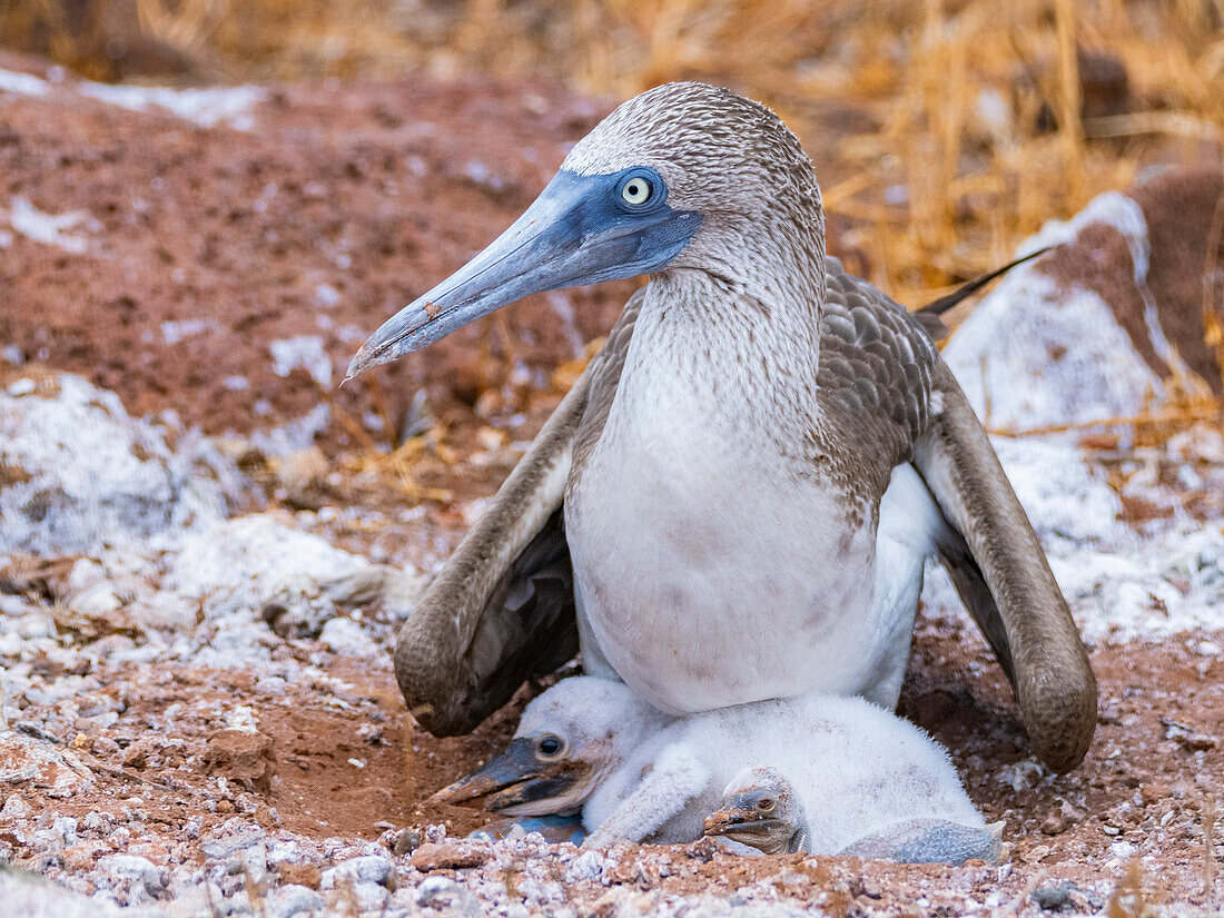 Ausgewachsener Blaufußtölpel (Sula nebouxii) mit Küken auf der Nordseeinsel Seymour, Galapagos-Inseln, UNESCO-Welterbe, Ecuador, Südamerika