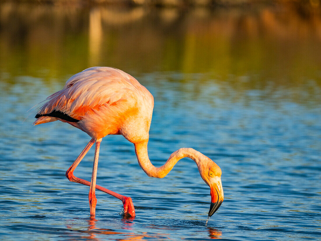 Adult American flamingo (Phoenicopterus ruber) feeding on artesmia shrimp, Rabida Island, Galapagos Islands, UNESCO World Heritage Site, Ecuador, South America