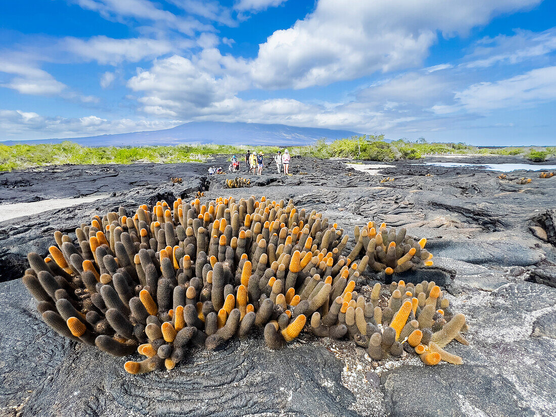 Lavakaktus (Brachycereus nesioticus), im Pahoehoe-Lavafeld auf der Insel Fernandina, Galapagos-Inseln, UNESCO-Welterbe, Ecuador, Südamerika