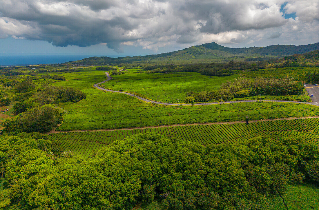 Luftaufnahme einer Teeplantage bei der Bois Cheri Tea Factory, Mauritius, Indischer Ozean, Afrika