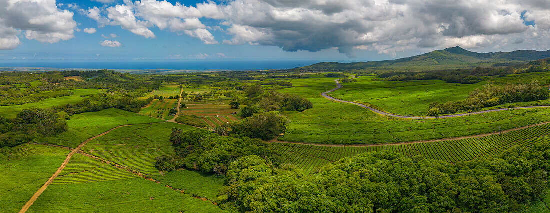 Luftaufnahme einer Teeplantage bei der Bois Cheri Tea Factory, Mauritius, Indischer Ozean, Afrika