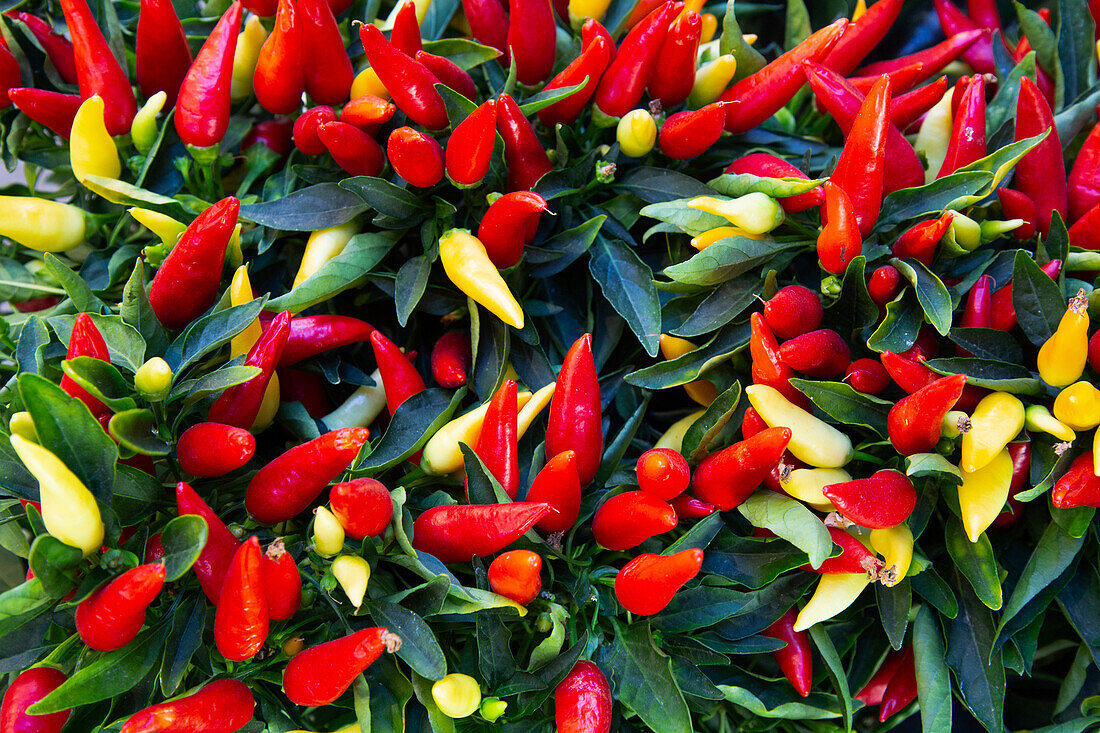 Red and Green Chilli Peppers, Viktualienmakt (Market), Old Town, Munich, Bavaria, Germany, Europe