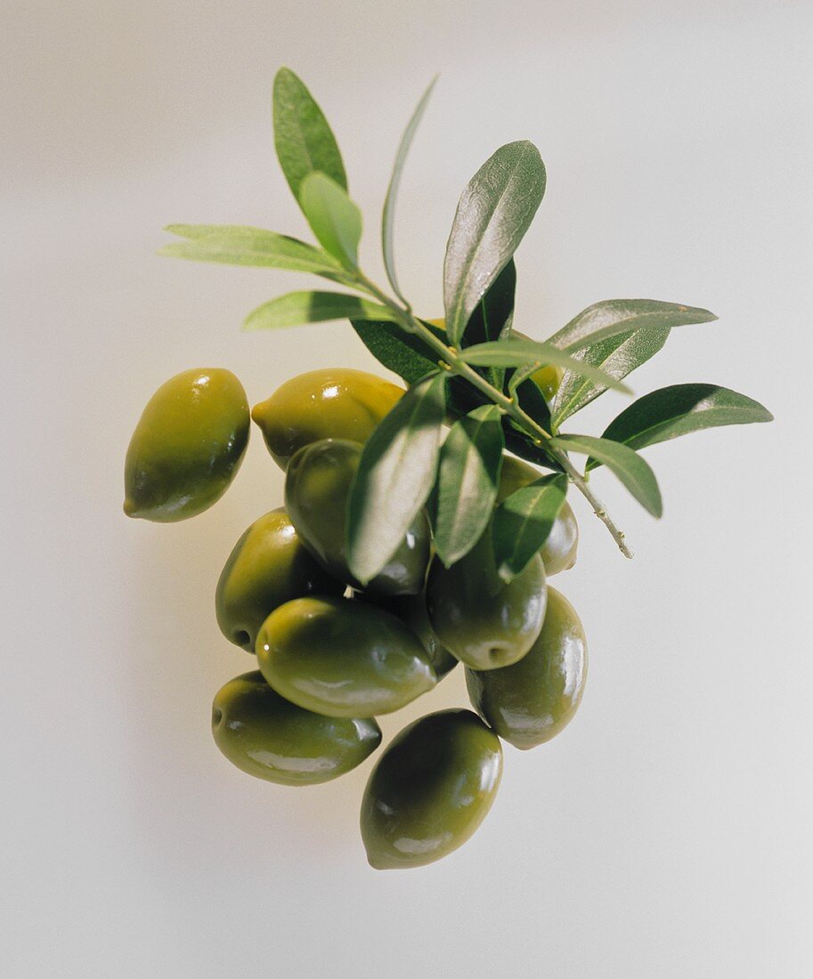 Frische grüne Oliven & ein Olivenzweig