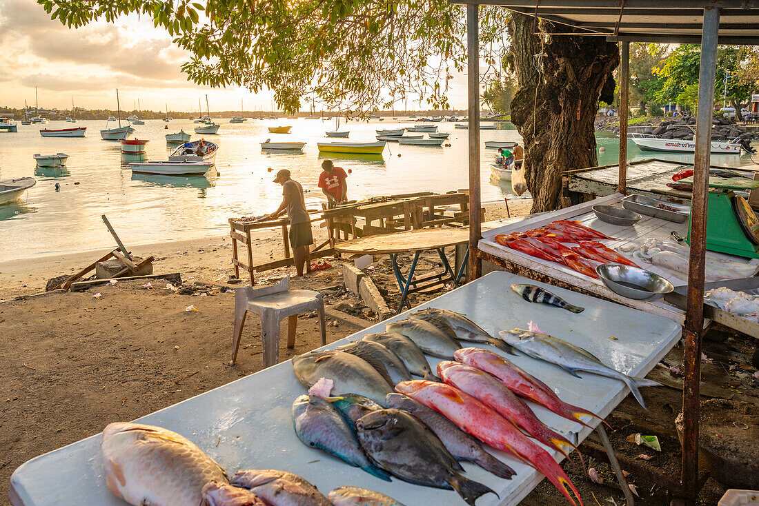 View of day's catch on fish stall in Grand Bay at golden hour, Mauritius, Indian Ocean, Africa
