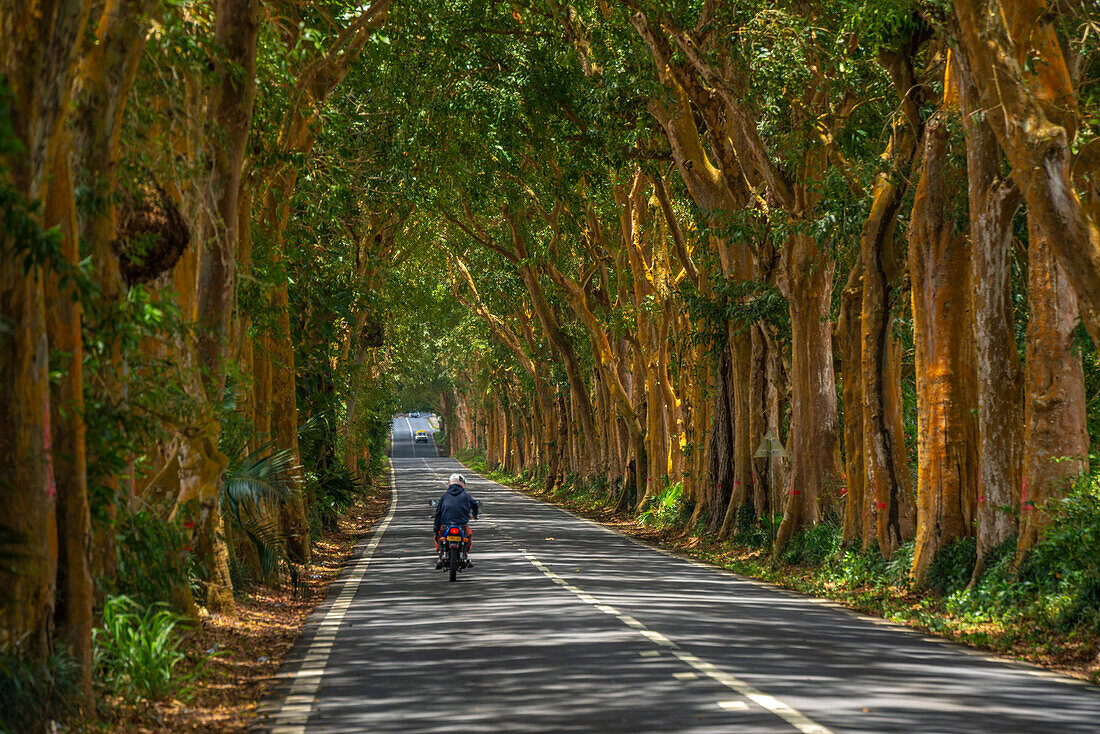 Blick auf eine von Bäumen gesäumte Straße in der Nähe des Sir Seewoosagur Ramgoolam Botanical Garden, Mauritius, Indischer Ozean, Afrika