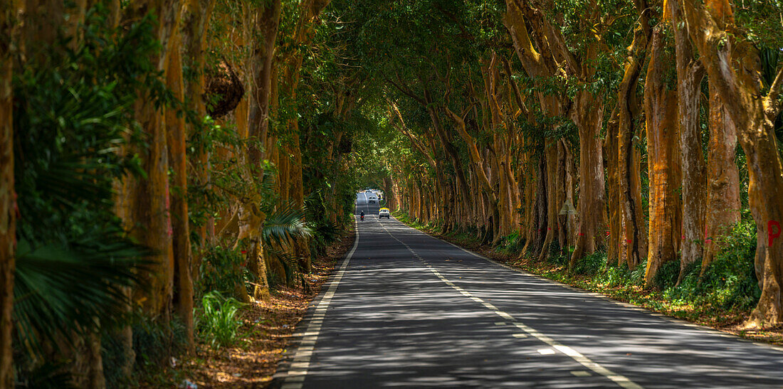 Blick auf eine von Bäumen gesäumte Straße in der Nähe des Sir Seewoosagur Ramgoolam Botanical Garden, Mauritius, Indischer Ozean, Afrika