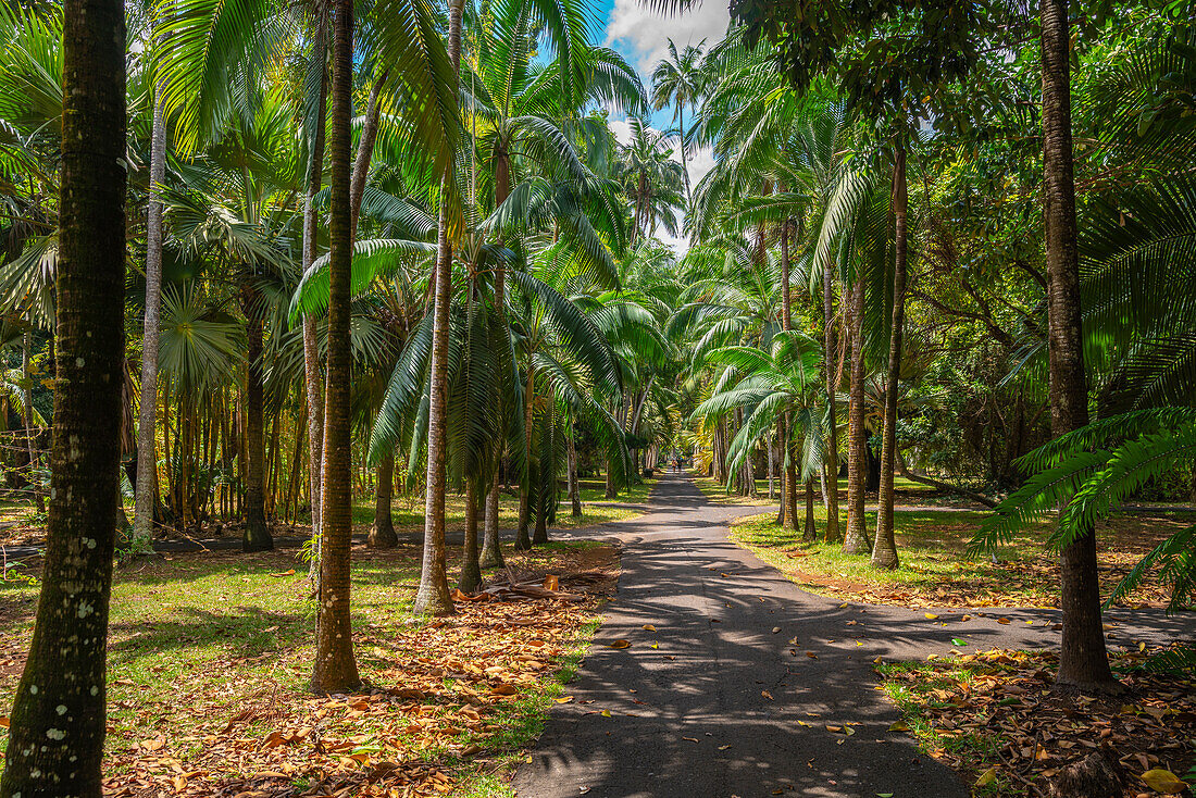 Blick auf Sir Seewoosagur Ramgoolam Botanischer Garten, Mauritius, Indischer Ozean, Afrika