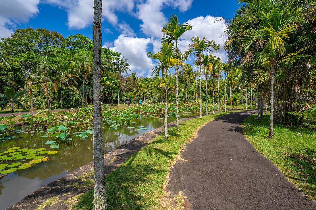 View of Sir Seewoosagur Ramgoolam Botanical Garden, Mauritius, Indian Ocean, Africa