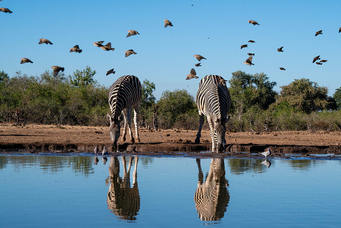 Plains zebras (Equus quagga) drinking at waterhole, Mashatu Game Reserve, Botswana, Africa