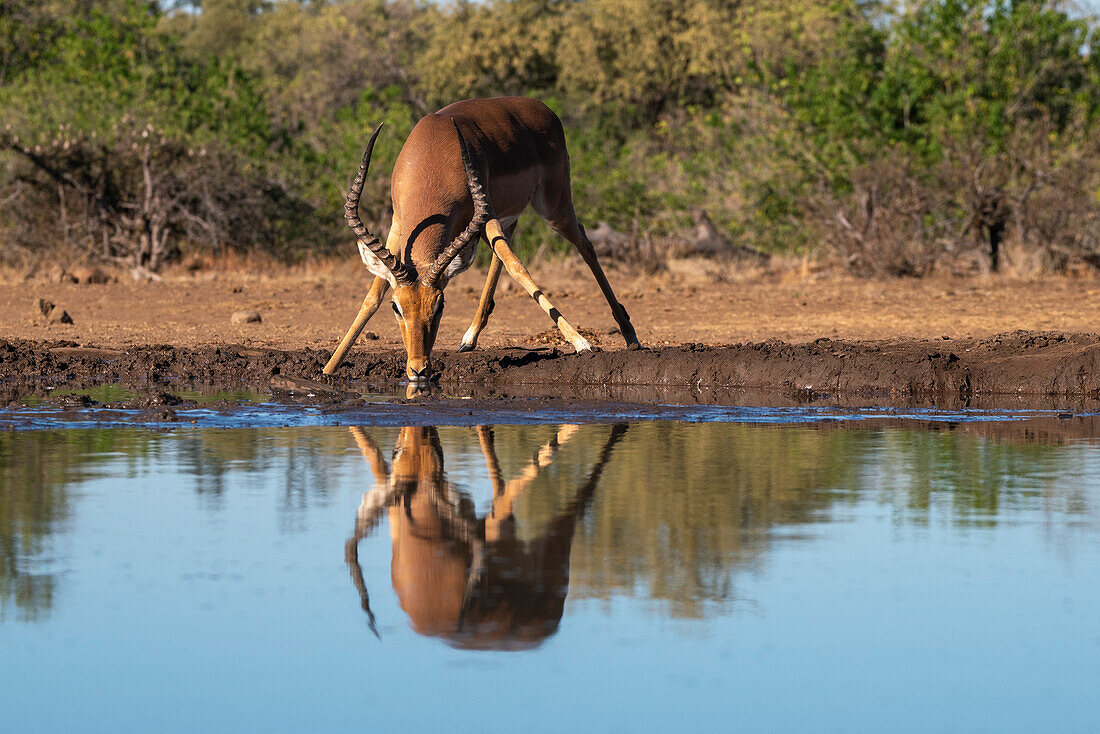 Impala (Aepyceros melampus) beim Trinken am Wasserloch, Mashatu-Wildreservat, Botsuana, Afrika