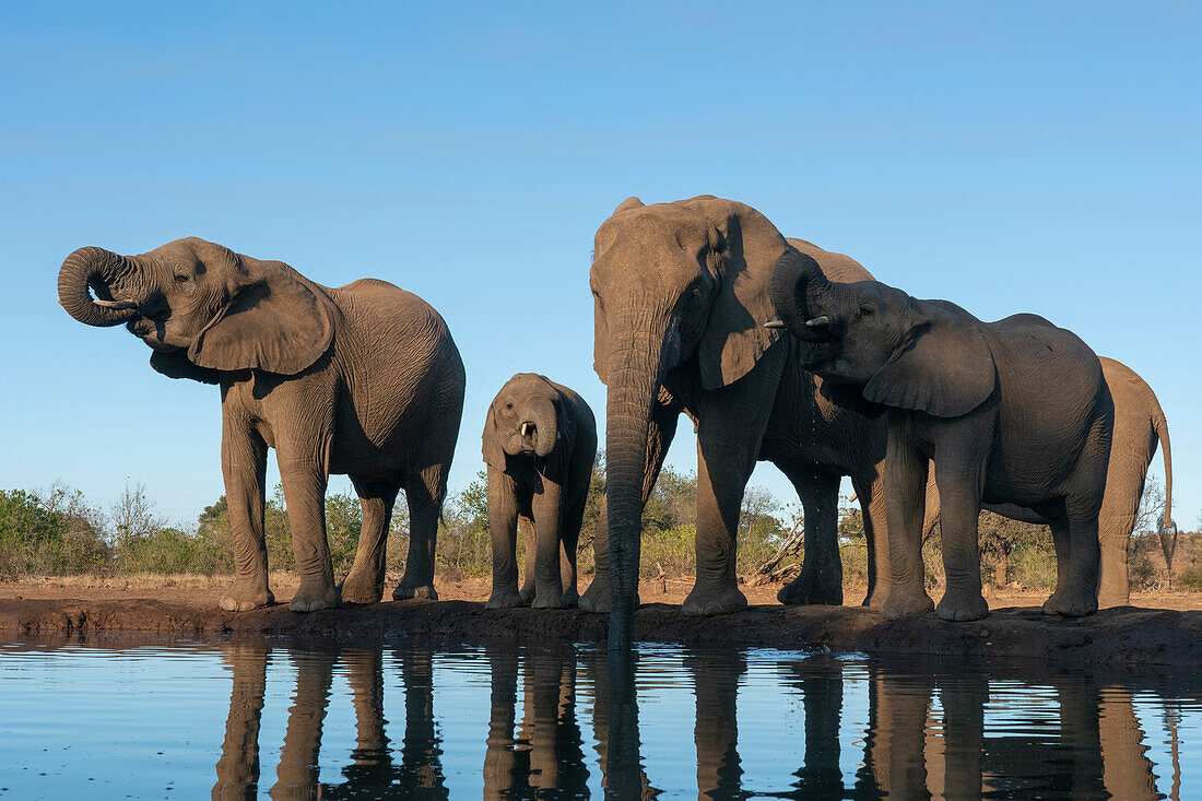 Afrikanischer Elefant (Loxodonta africana) trinkt am Wasserloch, Mashatu-Wildreservat, Botsuana, Afrika