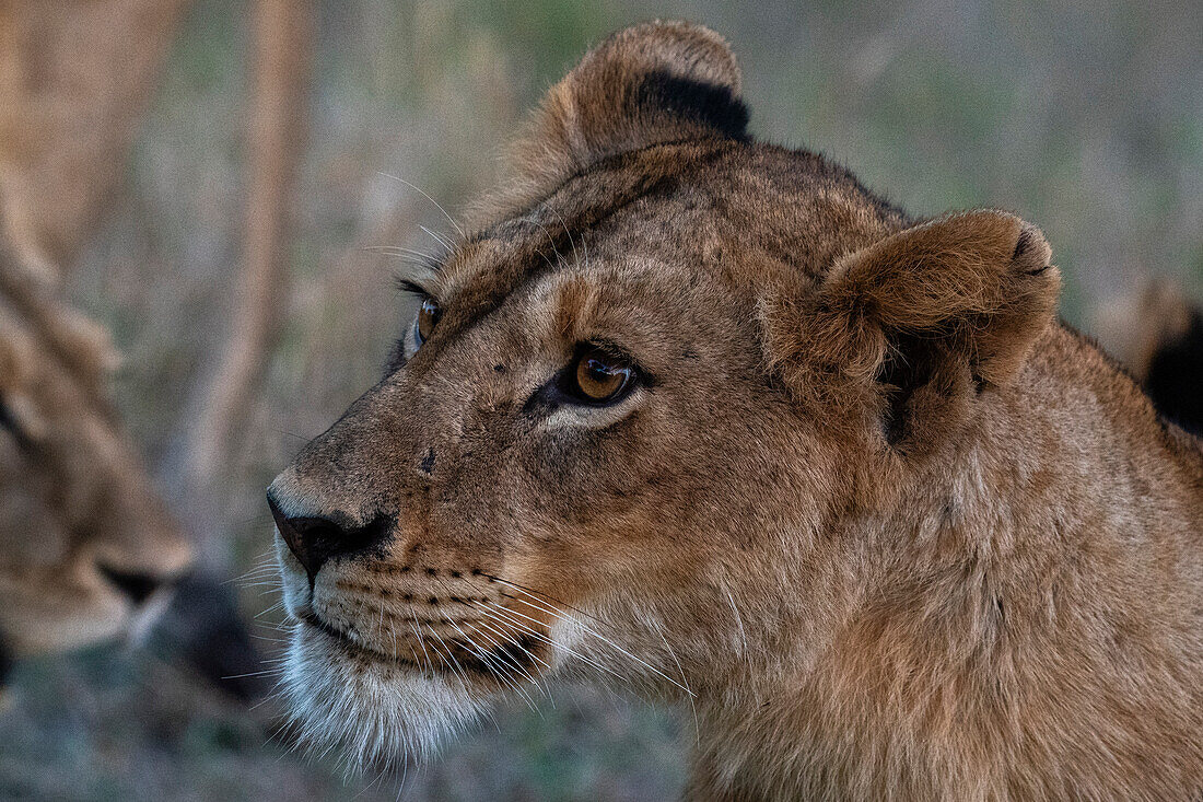 Löwin (Panthera leo), Sabi Sands Wildschutzgebiet, Südafrika, Afrika