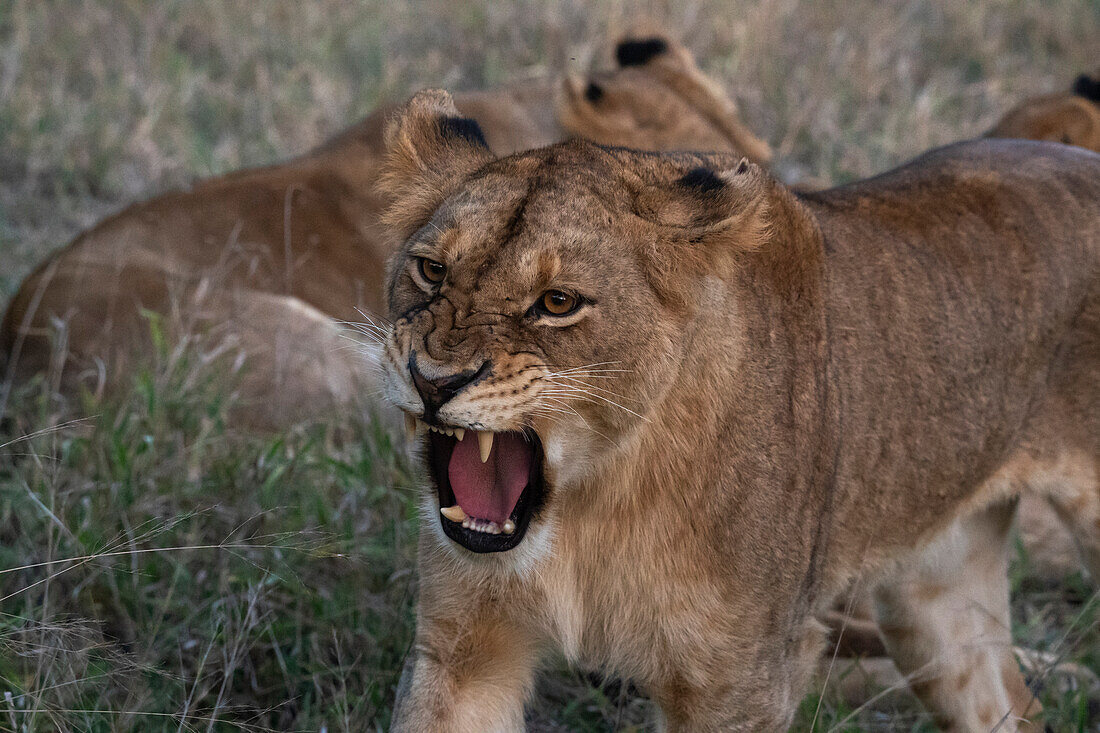 Lioness (Panthera leo), Sabi Sands Game Reserve, South Africa, Africa