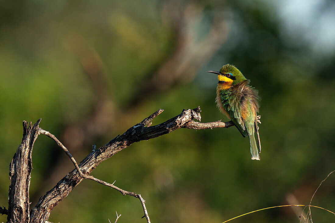 Kleiner Bienenfresser (Merops pusillus), Sabi Sands Wildreservat, Südafrika, Afrika