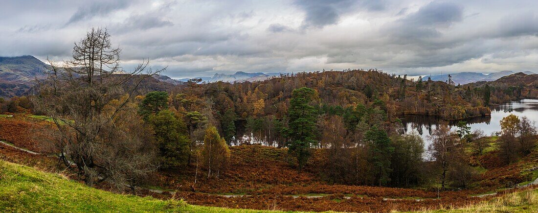 Herbstfarben von Tarn Hows, Coniston, Lake-District-Nationalpark, UNESCO-Welterbe, Cumbria, England, Vereinigtes Königreich, Europa