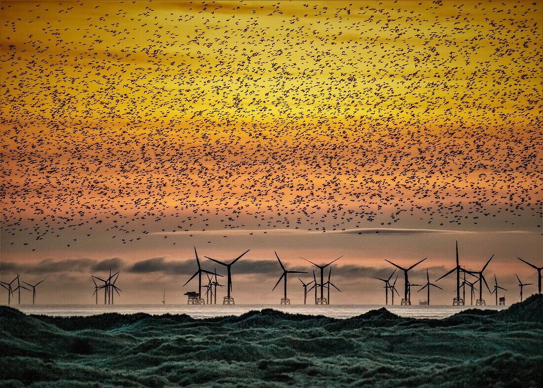 Sandscale Haws National Nature Reserve, Stare bei Sonnenuntergang mit Blick auf die Irische See und den entfernten Walney Offshore Windpark, Cumbria, England, Vereinigtes Königreich, Europa