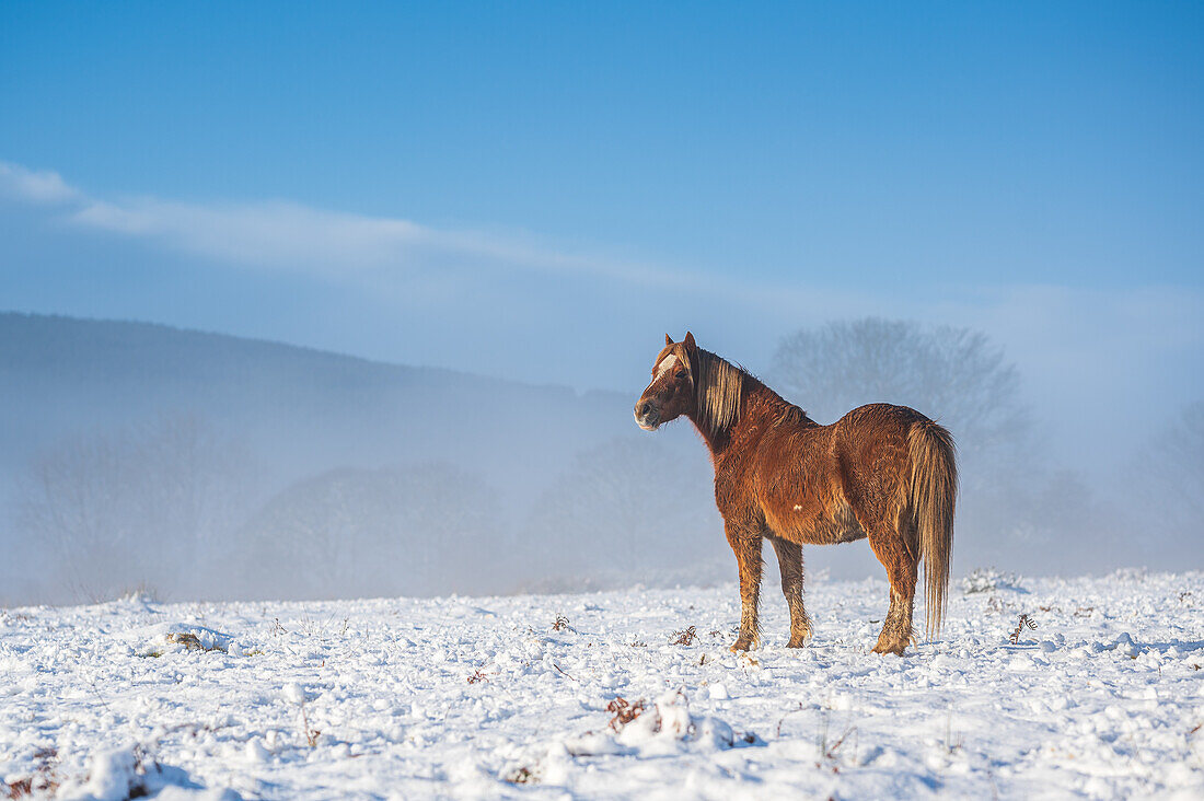 Ein einzelnes braunes Wildpferd steht in einer verschneiten Landschaft, Vereinigtes Königreich, Europa