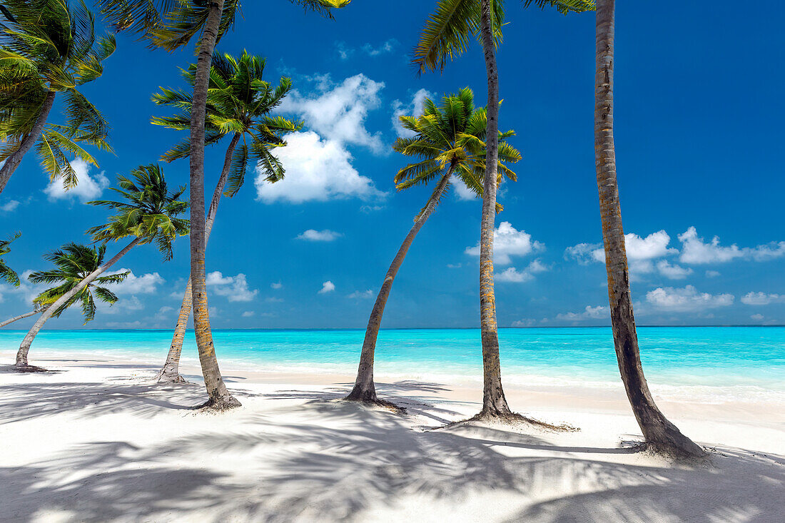 Maledivenstrand, Palmen am weißen Sandstrand, Malediven, Indischer Ozean, Asien