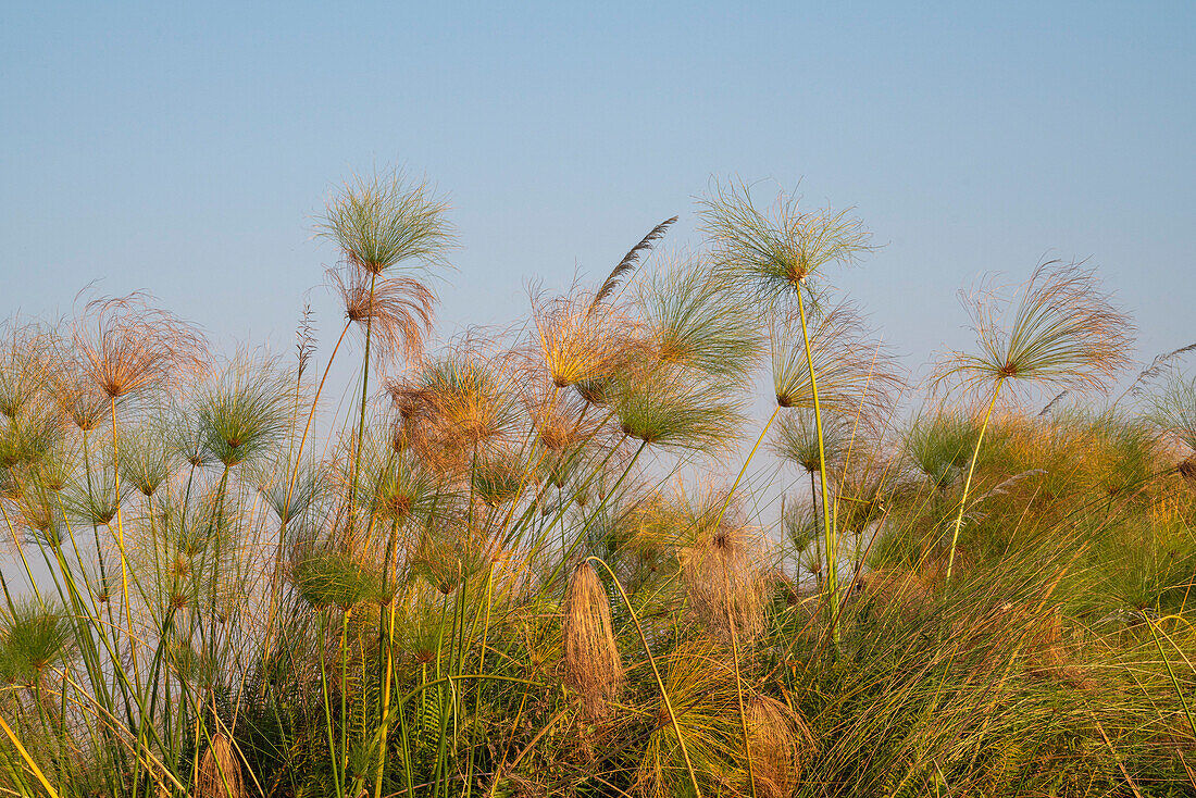 Papyrus (Papyrus sp), Okavango-Delta, Botswana, Afrika