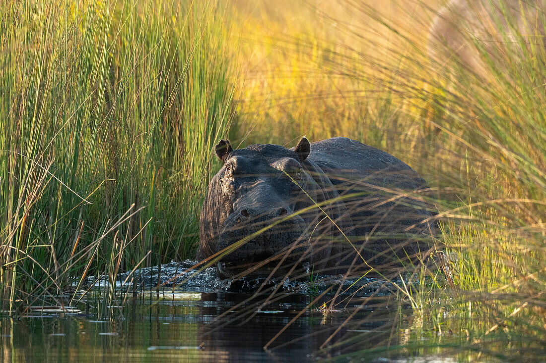 Flusspferd (Hippopotamus amphibius), Okavango-Delta, Botsuana, Afrika