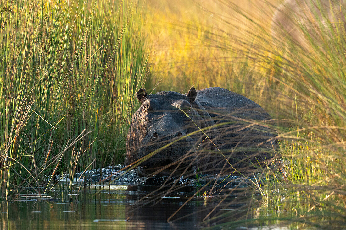 Hippopotamus (Hippopotamus amphibius), Okavango Delta, Botswana, Africa