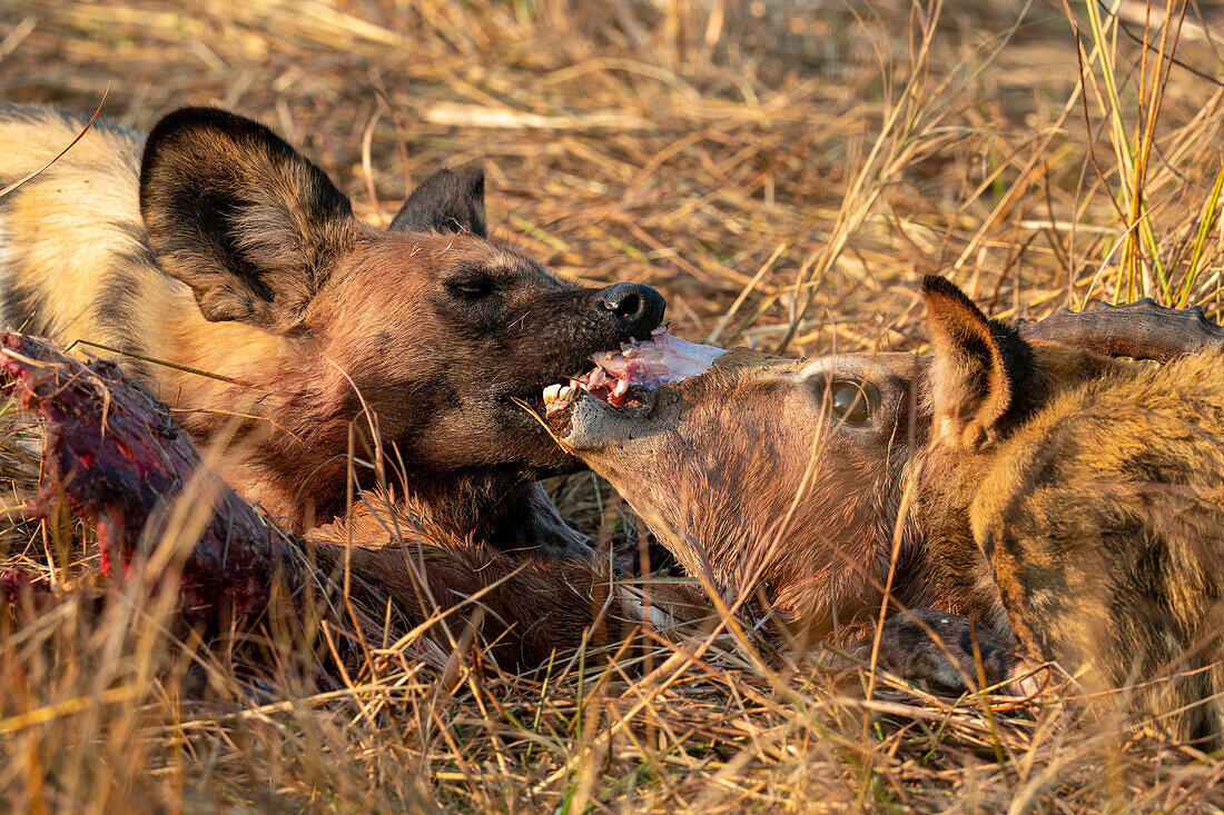 Afrikanischer Wildhund (Lycaon pictus) frisst ein Impala (Aepyceros melampus), Okavango-Delta, Botswana, Afrika