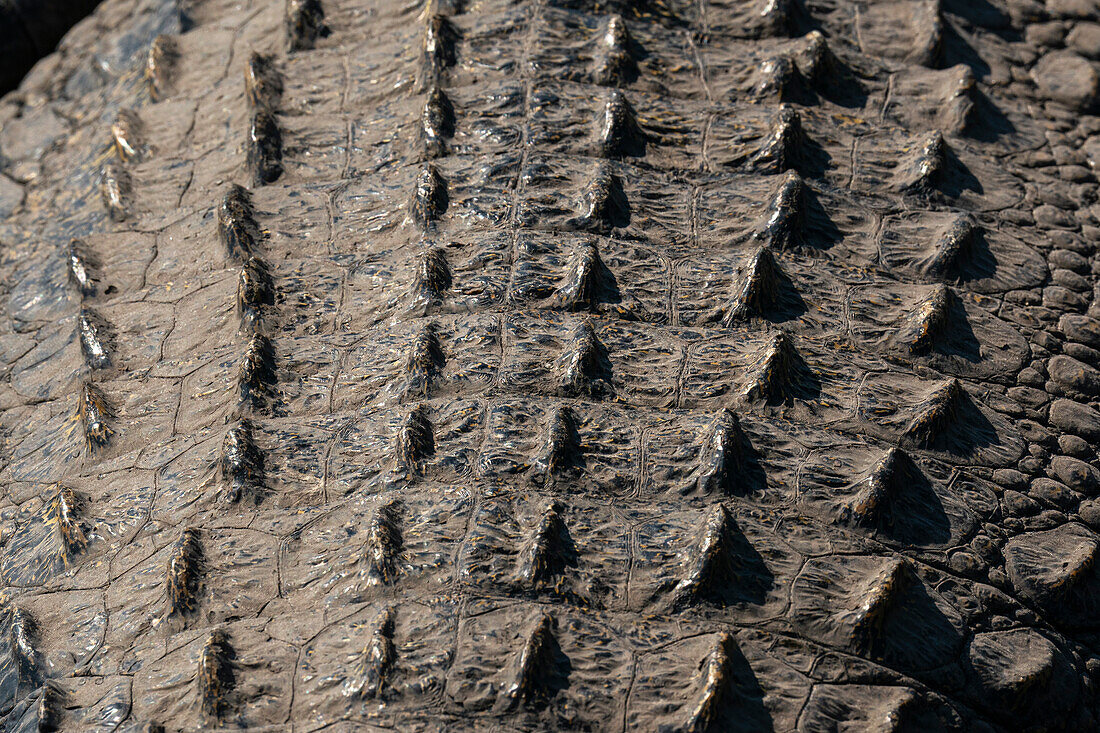 Detail eines Nilkrokodils (Crocodylus niloticus) im Chobe-Fluss, Chobe-Nationalpark, Botsuana, Afrika