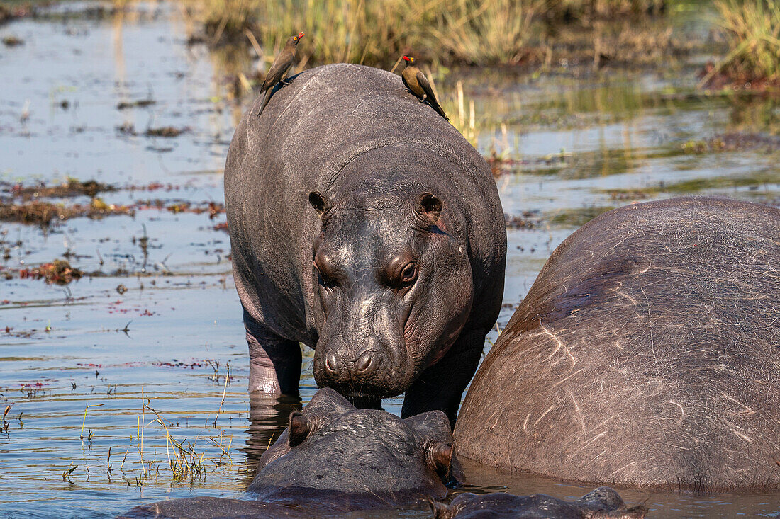 Hippopotamus (Hippopotamus amphibius) in the river Chobe, Chobe National Park, Botswana, Africa