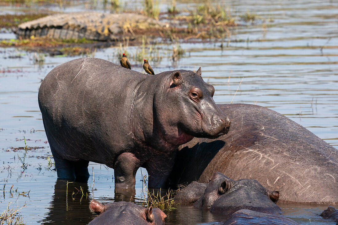Hippopotamus (Hippopotamus amphibius) in the river Chobe, Chobe National Park, Botswana, Africa