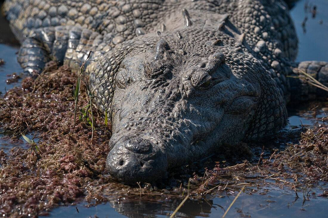 Nile crocodile (Crocodylus niloticus) in the river Chobe, Chobe National Park, Botswana, Africa
