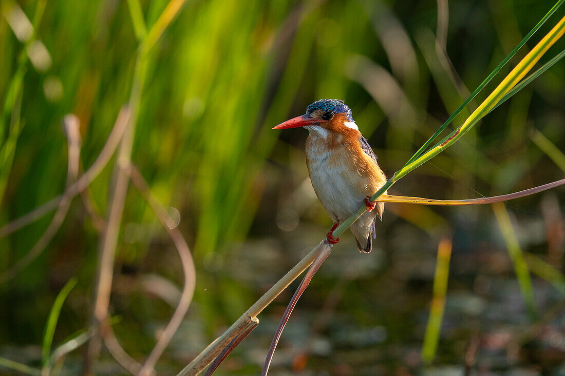 Malachitfischer (Corythornis cristatus), Okavango-Delta, Botsuana, Afrika