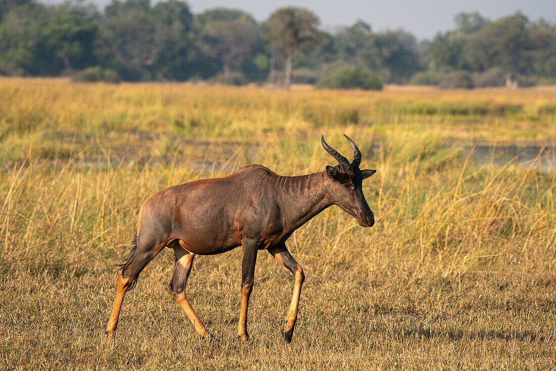 Tsessebe (Damaliscus lunatus), Okavango Delta, Botswana, Africa