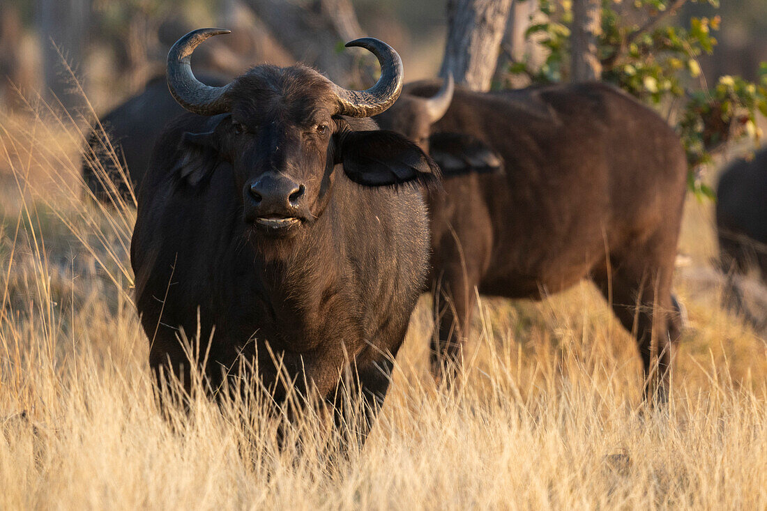 African buffalos (Syncerus caffer), Okavango Delta, Botswana, Africa