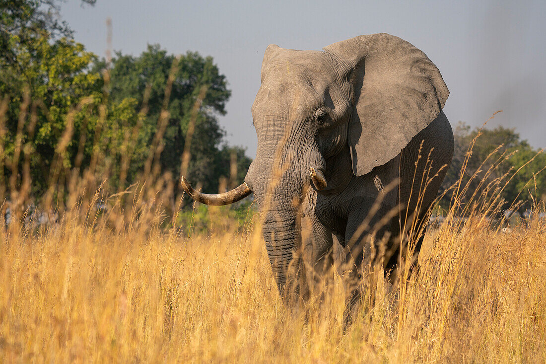 African elephant (Loxodonta africana), Okavango Delta, Botswana, Africa