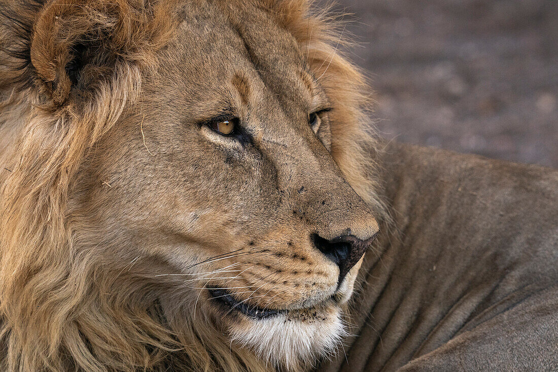 Male lion (Panthera leo), Mashatu Game Reserve, Botswana, Africa