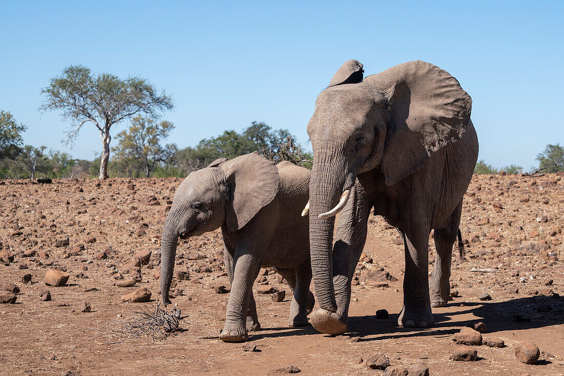 African elephant (Loxodonta africana) and calf walking, Mashatu Game Reserve, Botswana, Africa