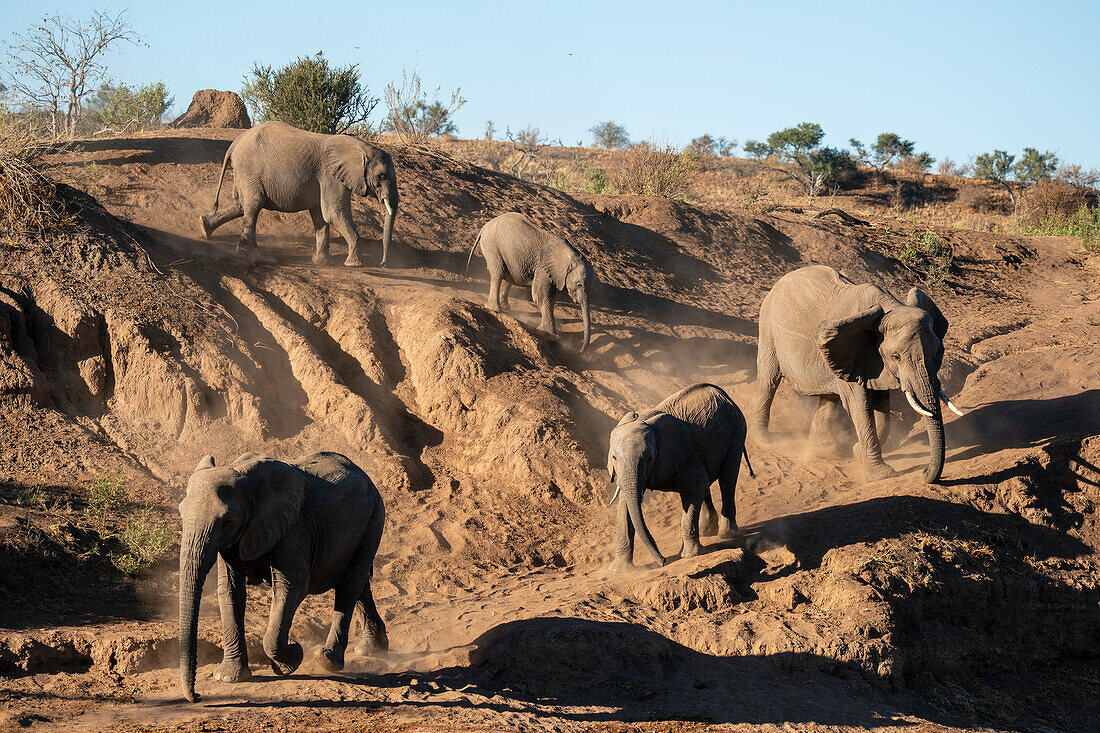 African elephants (Loxodonta africana), Mashatu Game Reserve, Botswana, Africa
