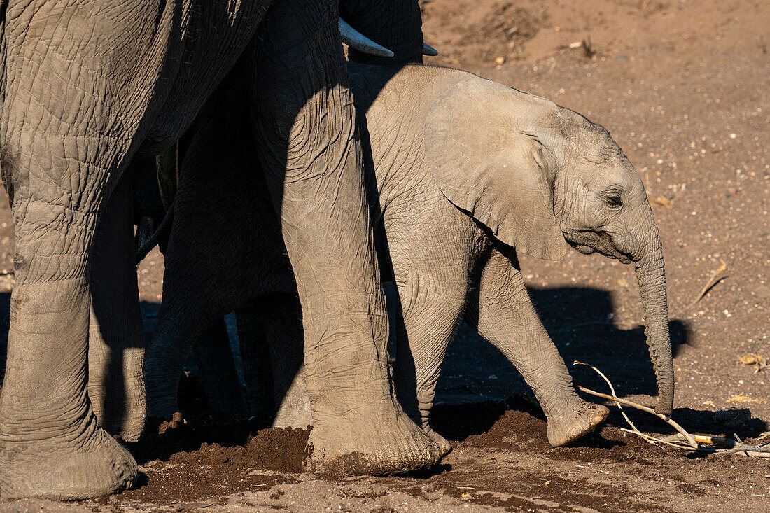 African elephant calf (Loxodonta africana), Mashatu Game Reserve, Botswana, Africa