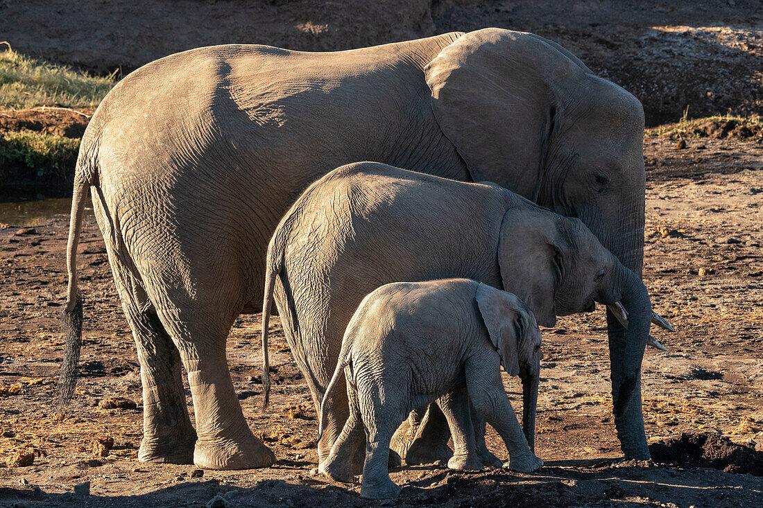 African elephant (Loxodonta africana) and calf, Mashatu Game Reserve, Botswana, Africa