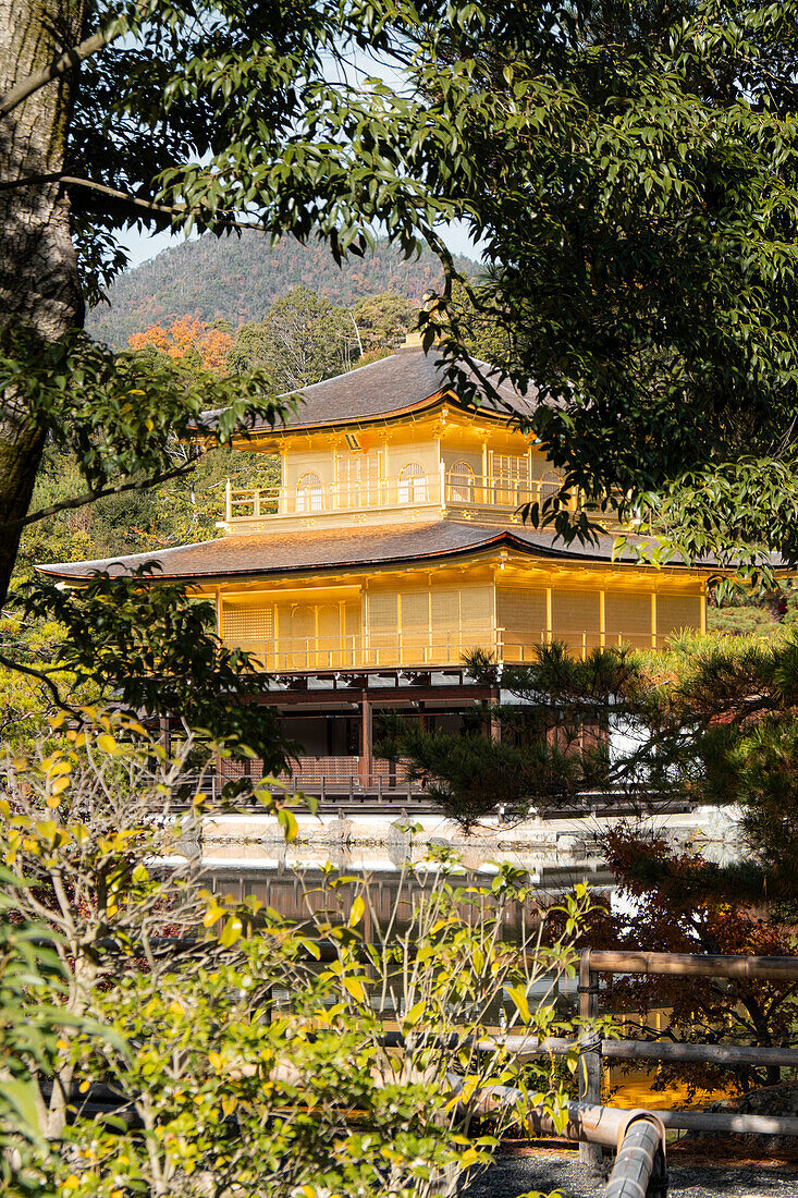 Goldener Pavillon-Tempel Kinkaku-ji umrahmt von Bäumen, UNESCO-Welterbe, Kyoto, Honshu, Japan, Asien