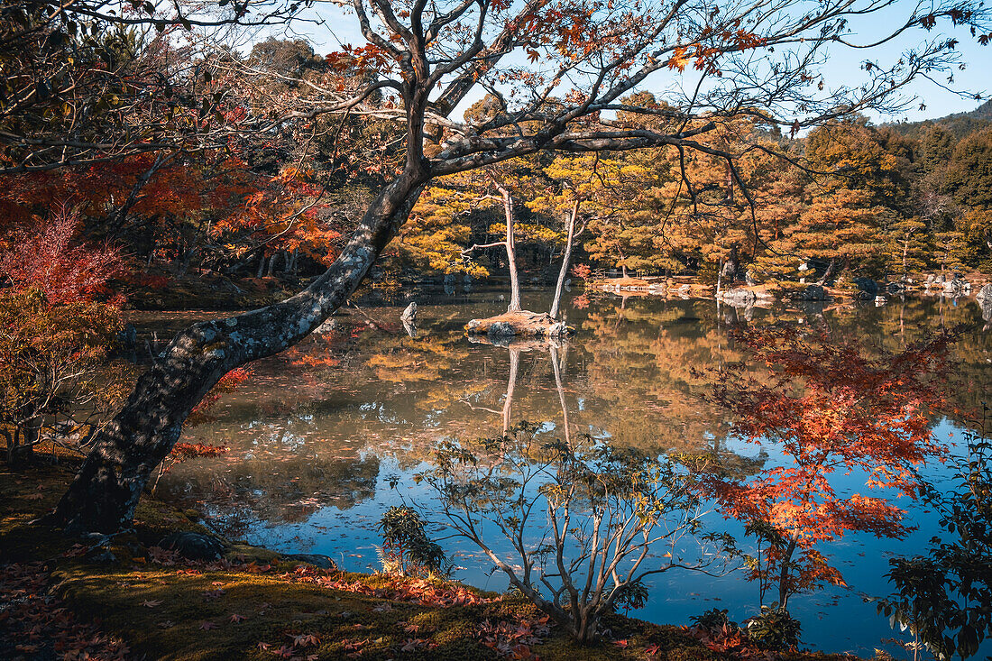Kinkaku-ji garden and lake in autumn, Kyoto, Honshu, Japan, Asia