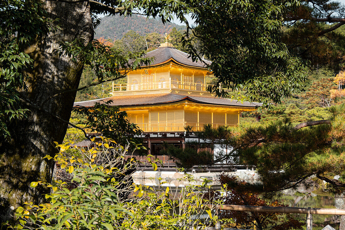 Kinkaku-ji-Tempel des Goldenen Pavillons, umrahmt von Bäumen, UNESCO-Welterbe, Kyoto, Honshu, Japan, Asien