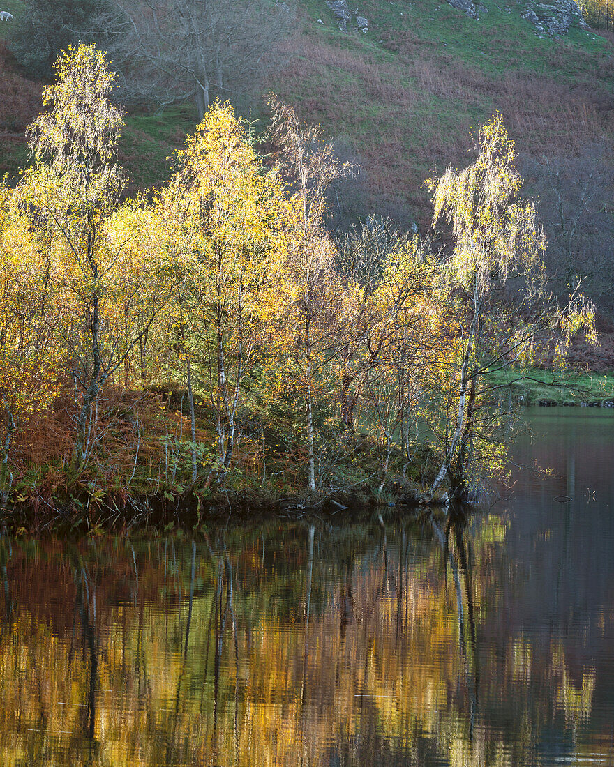 Herbstfarben um Tarn Hows bei Coniston im Lake-District-Nationalpark, UNESCO-Welterbe, Cumbria, England, Vereinigtes Königreich, Europa