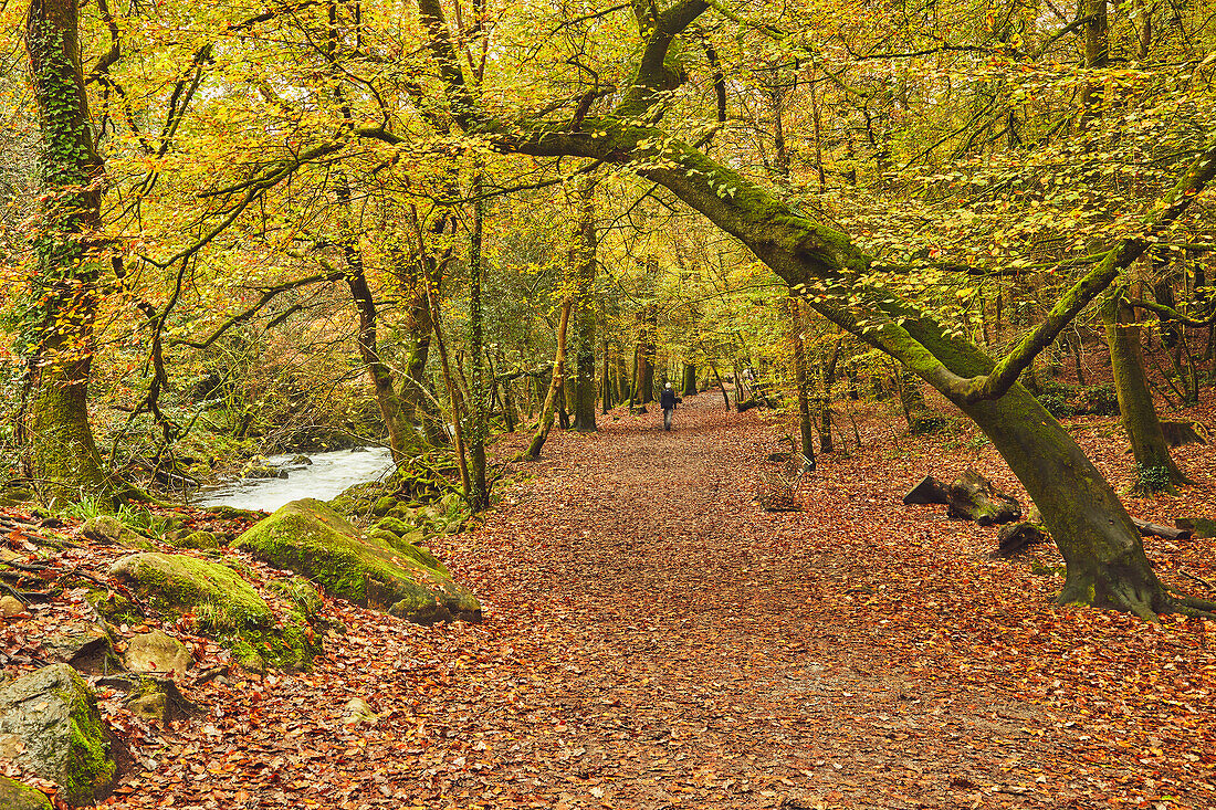 Herbstfarben in altem Waldgebiet, nahe Ivybridge, Dartmoor National Park, Devon, England, Vereinigtes Königreich, Europa