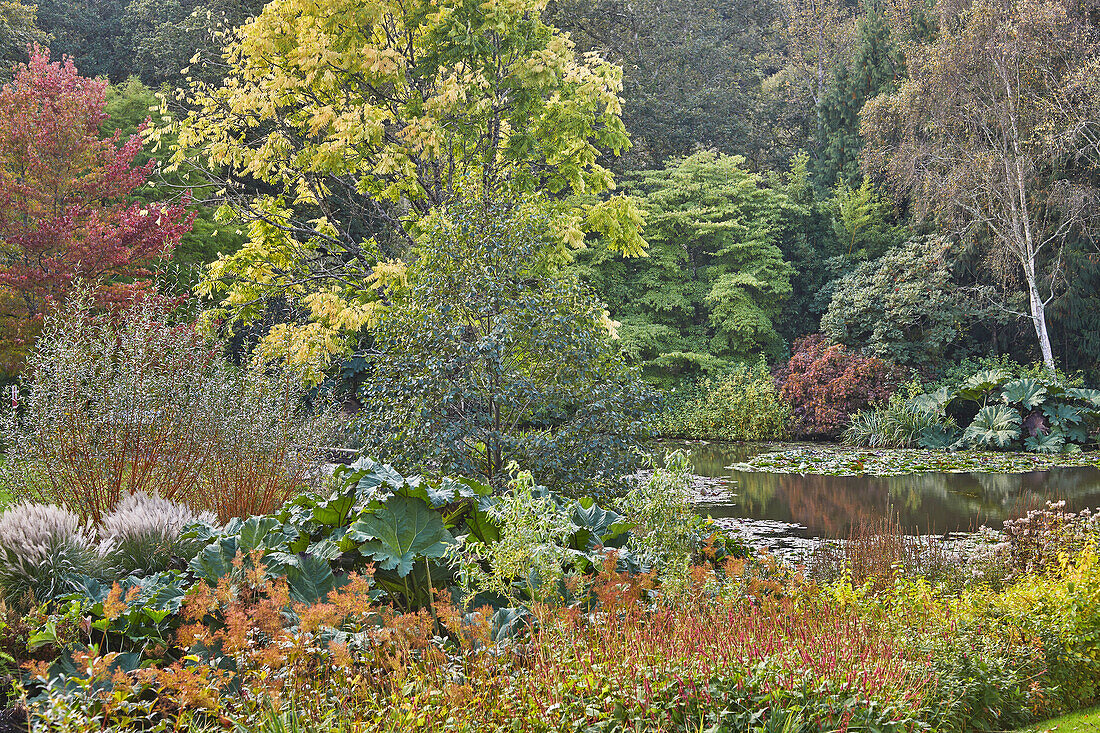 An autumnal garden scene, with pond, in a garden in Devon, England, United Kingdom, Europe